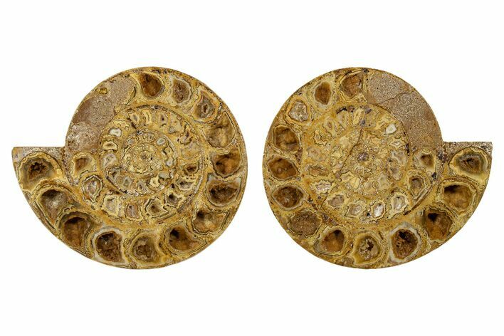 Cut & Polished Jurassic Ammonite (Perisphinctes) Fossil #344932